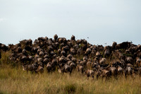 African Safari Animals
