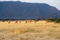 African Safari Animals