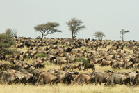 African Safari Animals