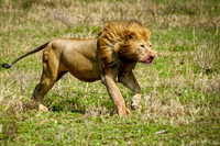 African Safari Animals
