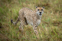 Cheetah