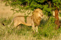 Lion on alert