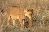 Lioness and cub