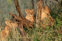 African Safari Animals
