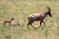 African Safari Animals