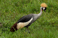 African Safari Birds