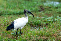 African Safari Birds