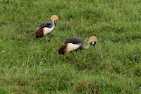 African Safari Birds
