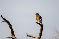 African Safari Birds