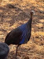 African Safari Birds