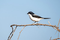 African Safari Birds