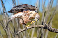 Barn Owl in Flight