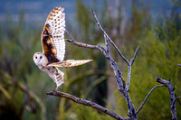Barn Owl