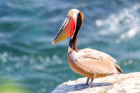 Pelican