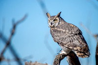 Great Horned Owl