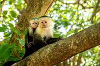 White Faced Monkey and Baby
