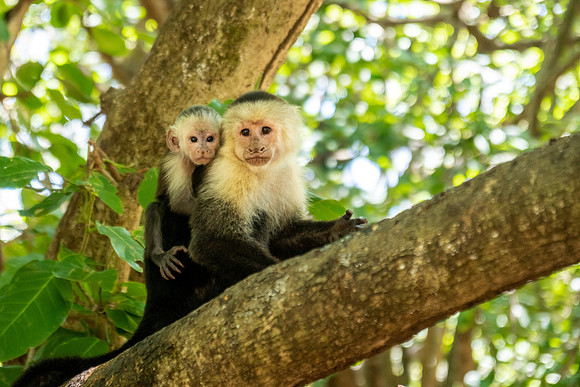 White Faced Monkey and Baby