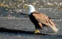 Alaska
